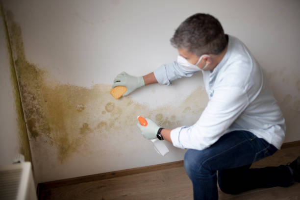 Best Crawl Space Mold Remediation  in Remgton, IN